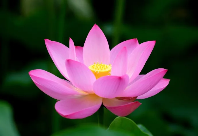 Posturas de Yoga. Padmasana, la Postura del Loto.